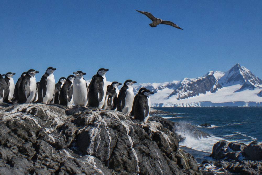 Chinstrap penguins clustered on a rocky ridge above the sea