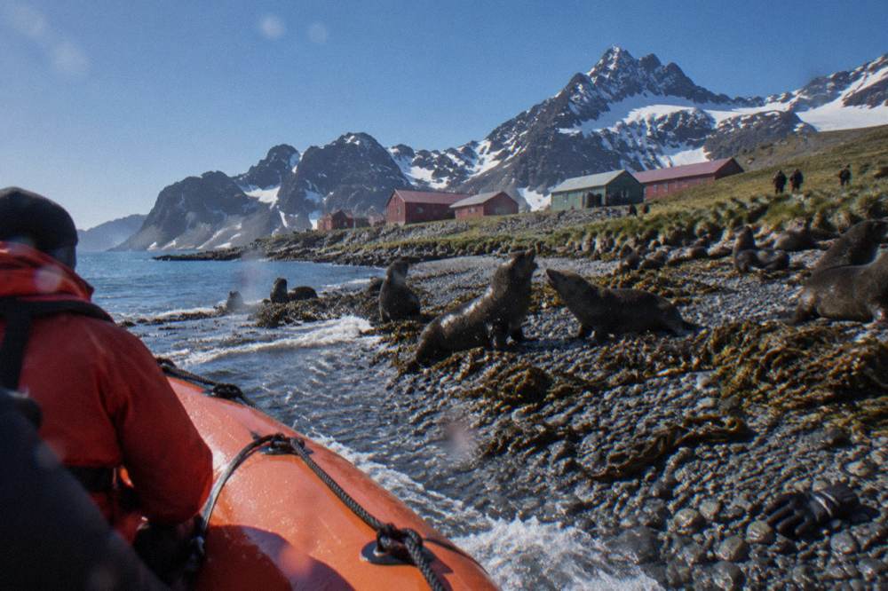 Zodiac approaching a pebble beach crowded with fur seals and seabirds