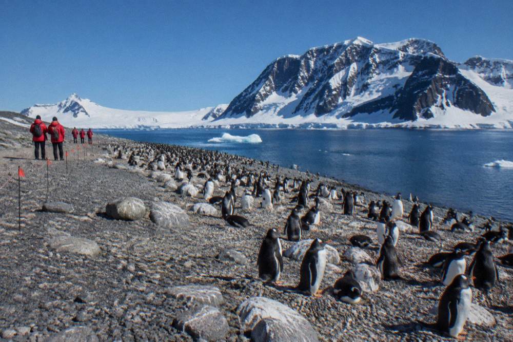 Visitors in red parkas standing at a respectful distance from penguins on a rocky Antarctic beach