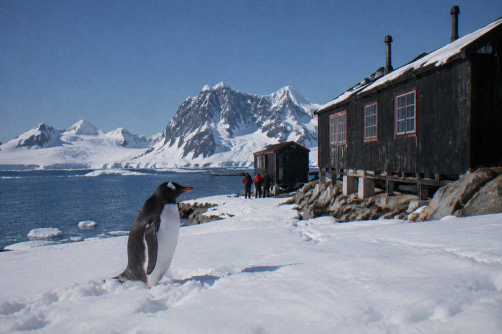A gentoo penguin standing on fresh snow near the water's edge