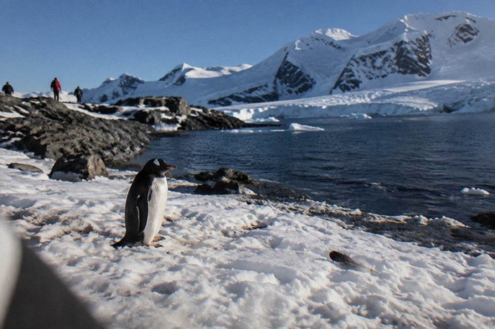 A penguin standing on packed snow near the water with mountains behind it