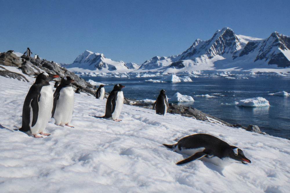 Gentoo penguins standing on a snow-covered shoreline with grey water and ice behind