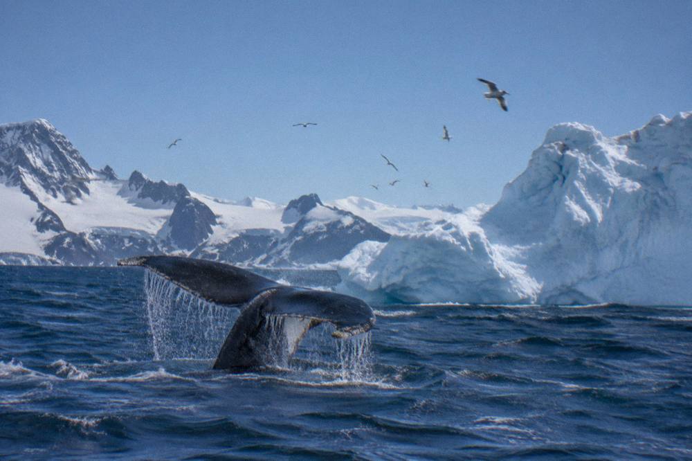 Humpback whale fluke rising beside an iceberg near the western Antarctic Peninsula