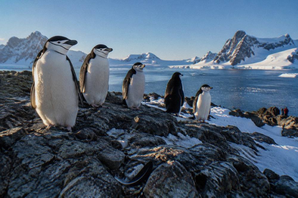 Chinstrap penguins on a rocky ridge above the Antarctic shore