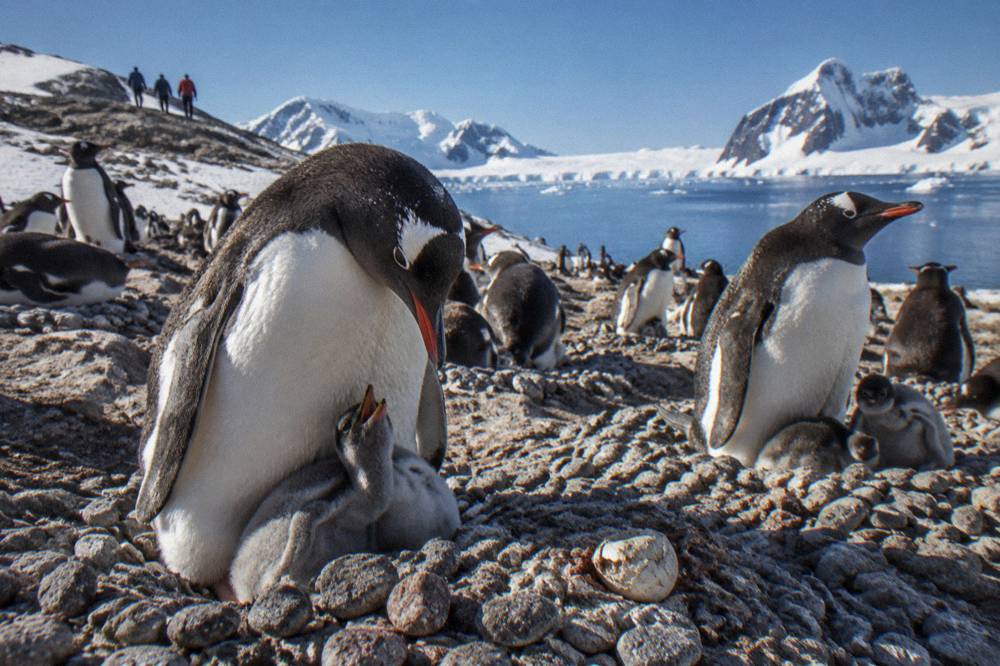 Adult gentoo penguins with chicks in a crowded rookery on the Peninsula