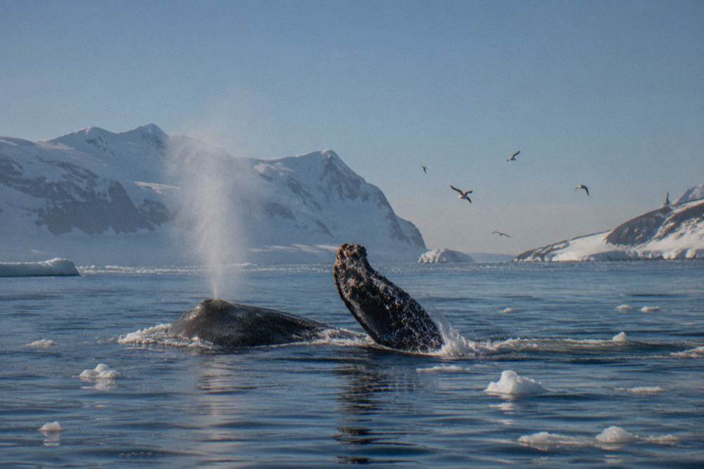 A humpback whale surfacing near an expedition ship in polar waters