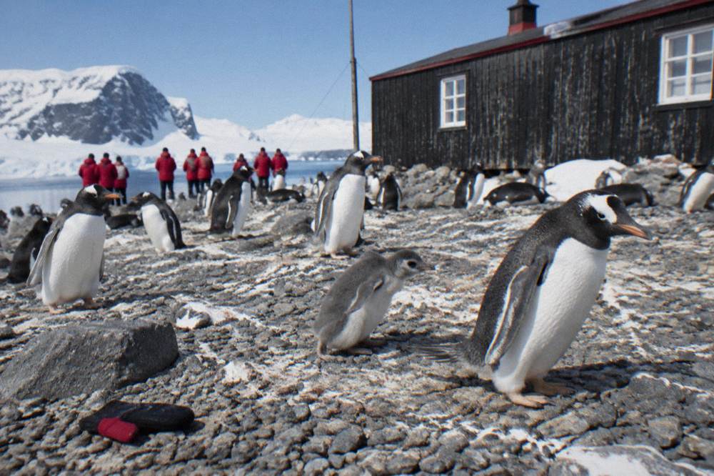 Passengers in expedition parkas watching penguins from a rocky Antarctic shore