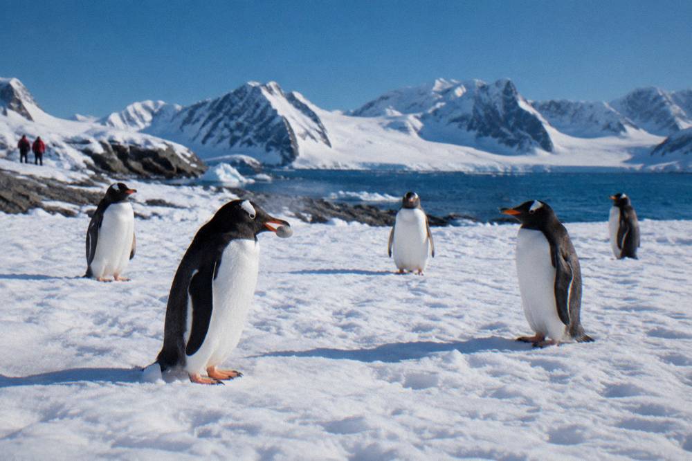 Gentoo penguins standing on fresh snow near the shoreline of the Antarctic Peninsula