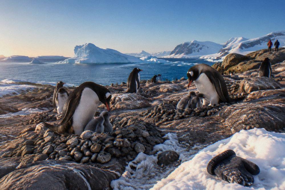 Gentoo penguins with chicks in a crowded December rookery