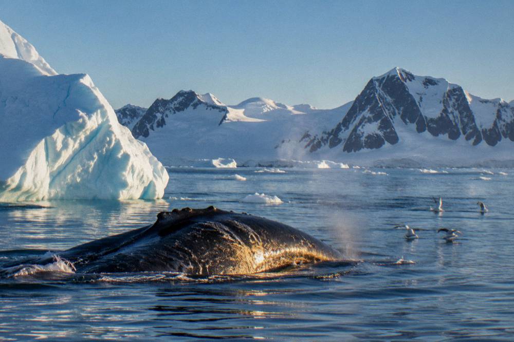 Humpback whale surfacing near an iceberg in calm Antarctic water