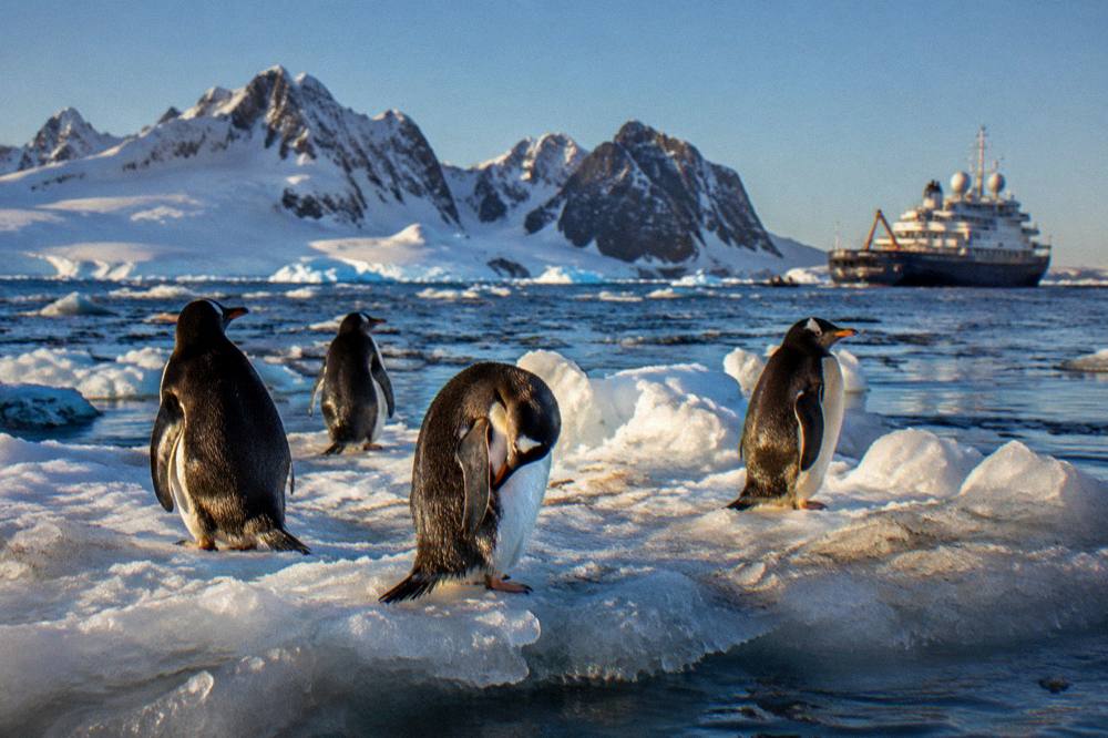 Gentoo penguins standing on an ice floe near an expedition ship at golden hour