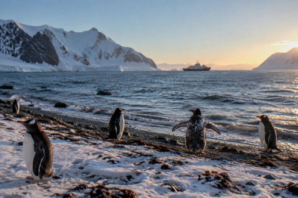 Gentoo penguins standing on a snowy Antarctic beach with an expedition ship in the distance