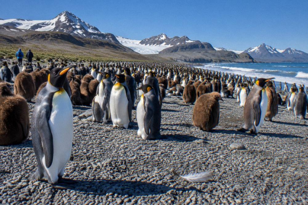 King penguins standing along a crowded beach in South Georgia