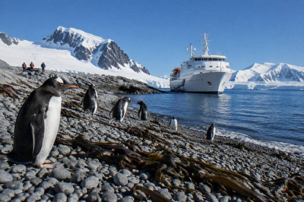 A low white expedition ship tied to a rocky shoreline with penguins on the beach nearby