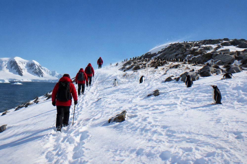Passengers in red expedition parkas walking up a snowy slope toward a penguin colony