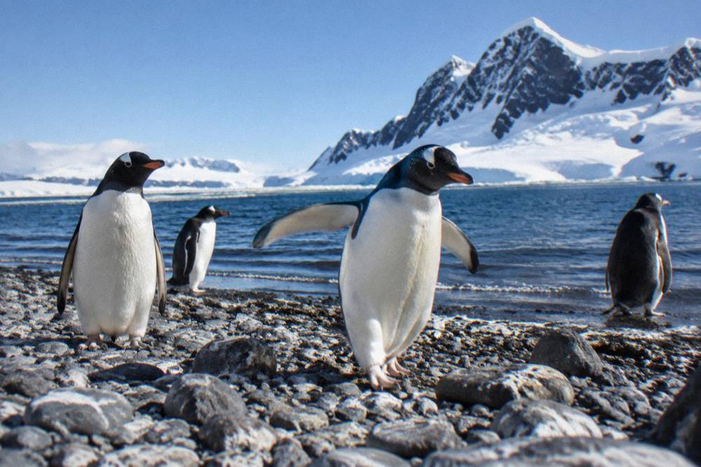 Gentoo penguins standing on a rocky Antarctic beach beside dark water