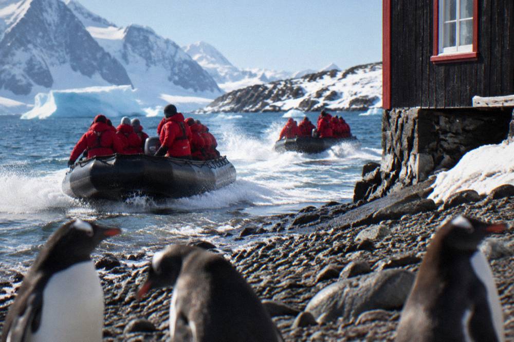 Zodiacs carrying passengers toward a penguin-covered Antarctic shoreline