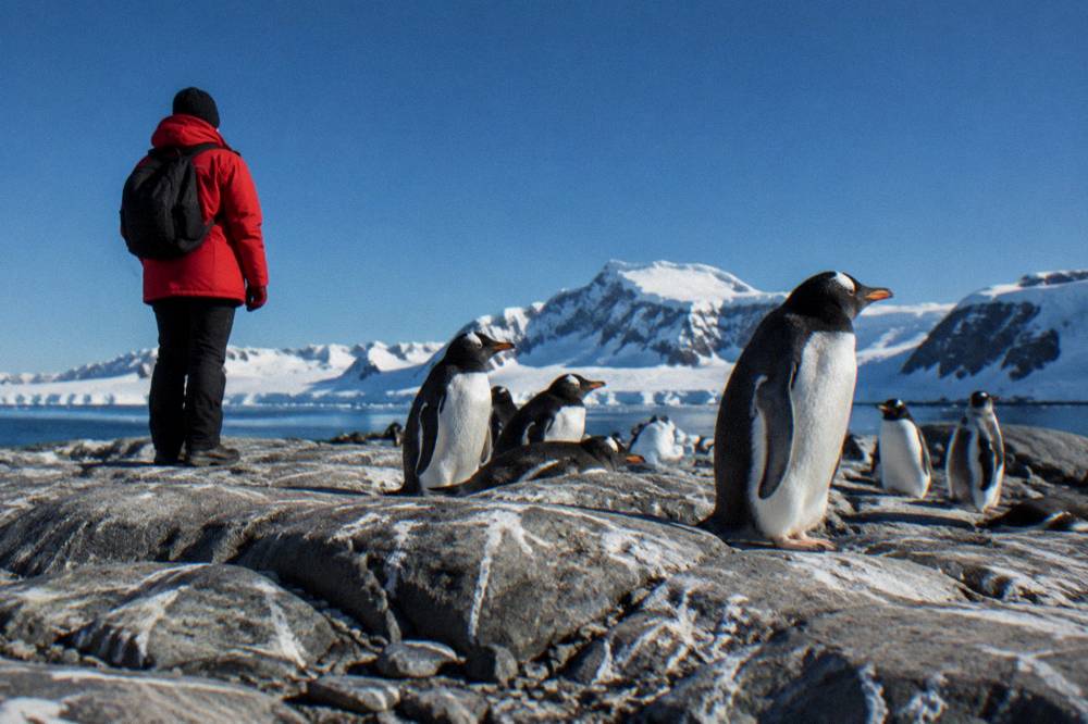 A person in a red parka standing on Antarctic rock beside a group of penguins
