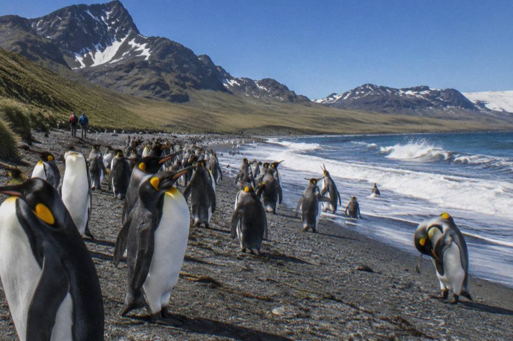 King penguins standing in dense groups along a windswept sub-Antarctic beach