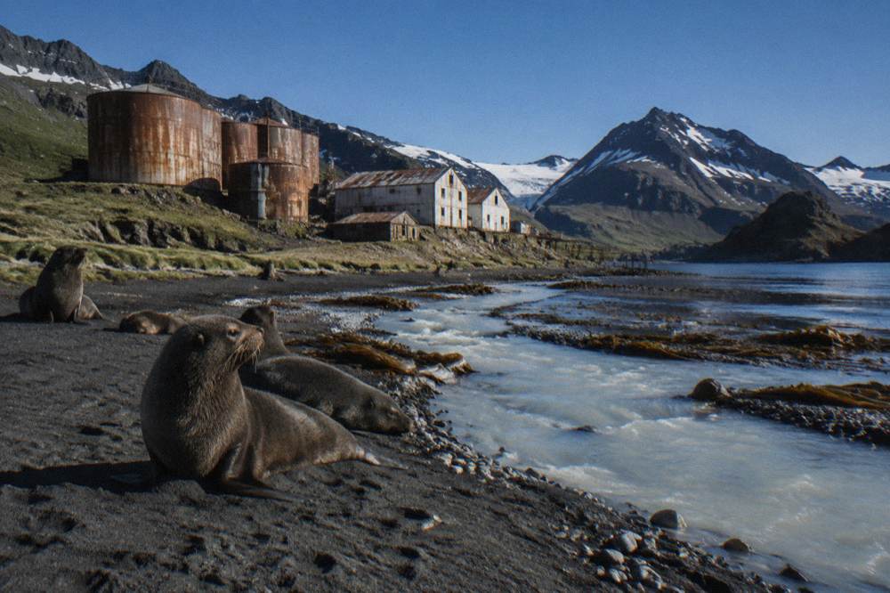 Fur seals resting on dark sand beside a glacial stream in soft evening light