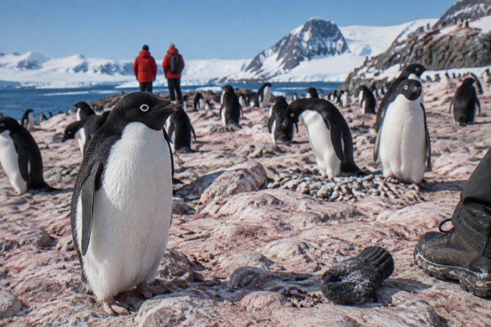 Passengers in red parkas watching penguins from a rocky shoreline in Antarctica